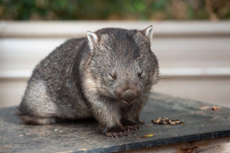 common wombat, coarse-haired wombat, bare-nosed wombat-6562590.jpg