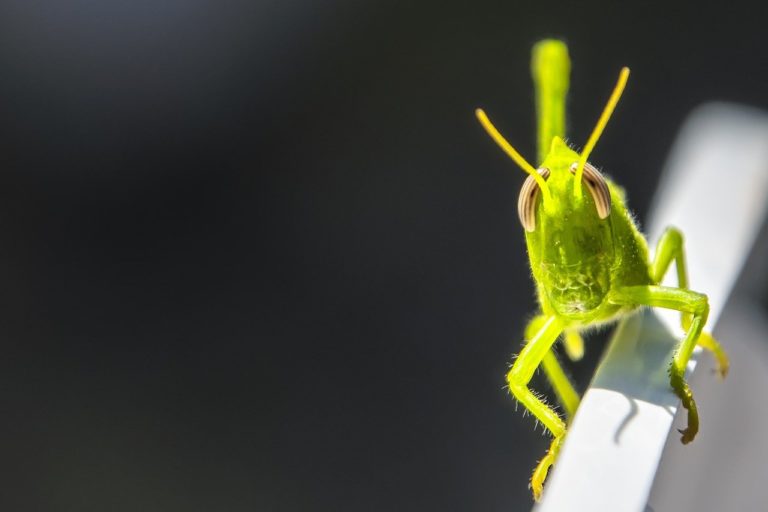 grasshopper, insect, green-6555526.jpg