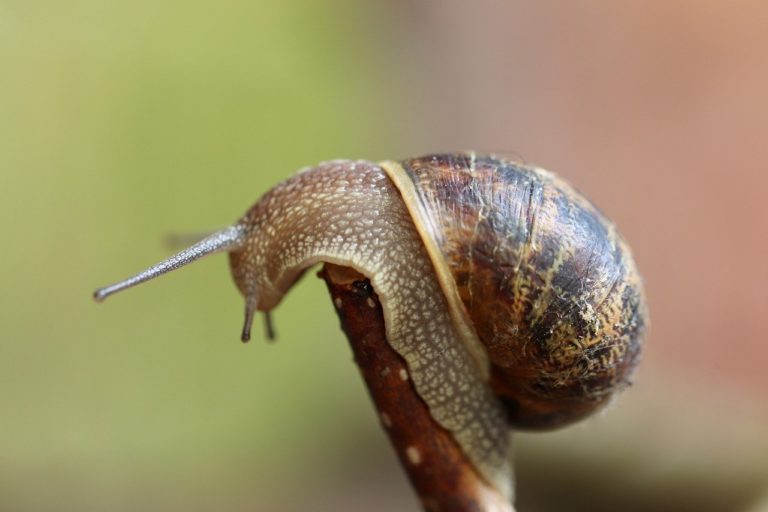 snail, mollusc, shell-6557462.jpg